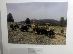 Exposición de aves de la comarca